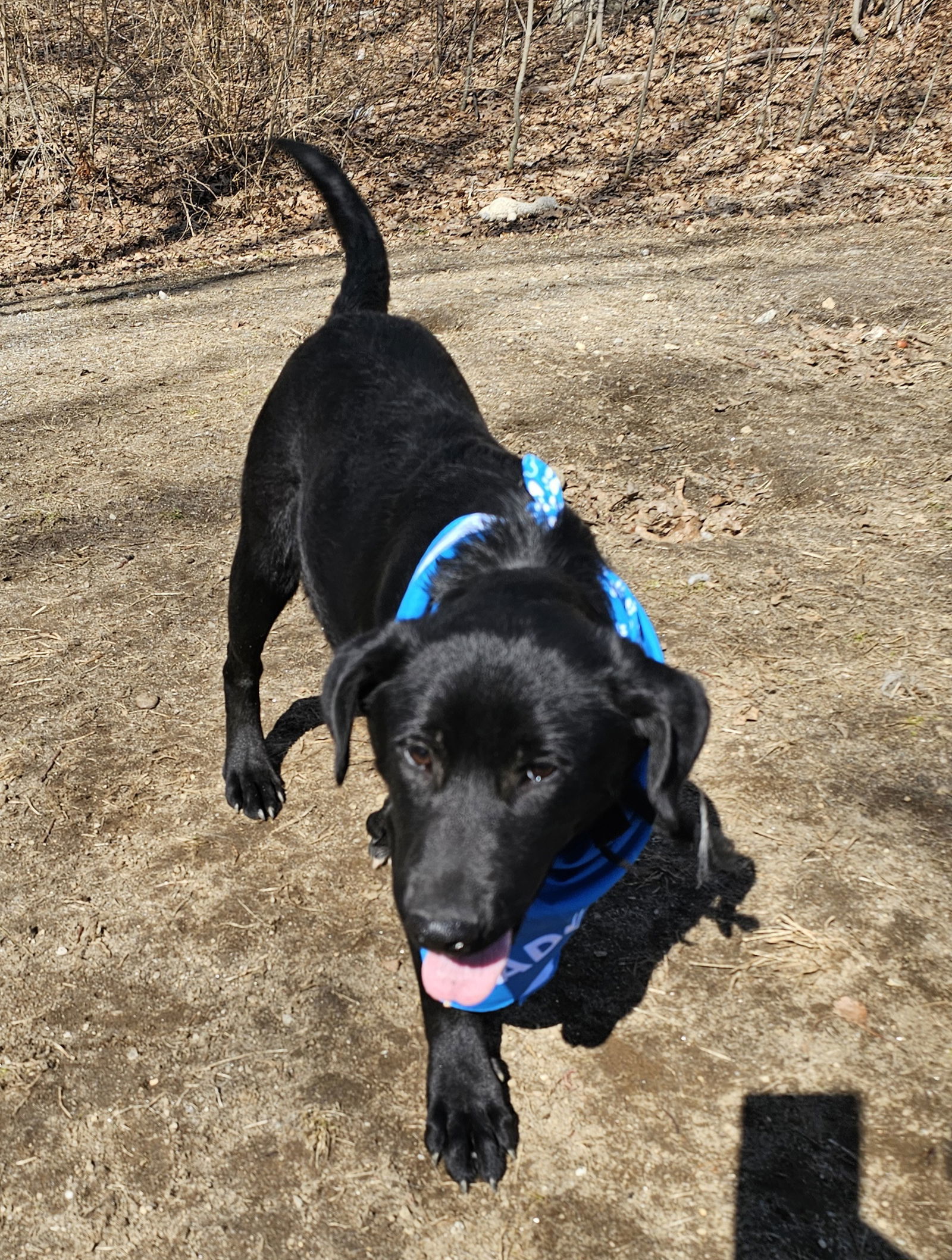 Tyson in New England