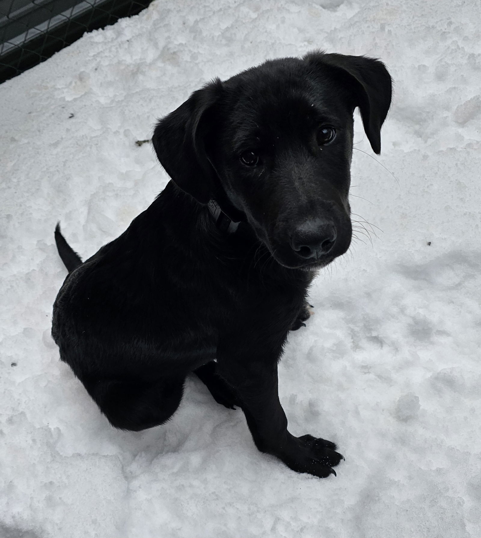 Tyson in New England