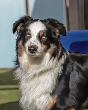 DAKOTA, Adult Male unknown