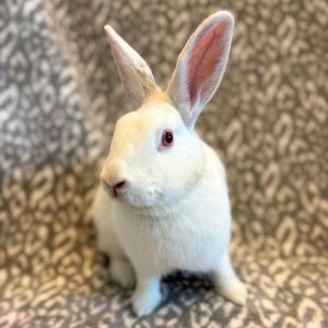 Zoe Bunny Rabbit Rabbit