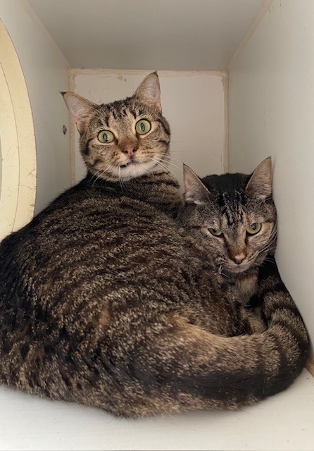 Basil (Bonded w/Maui)