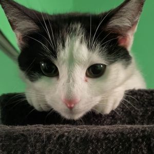 S&#39;more, Baby Female Domestic Short Hair