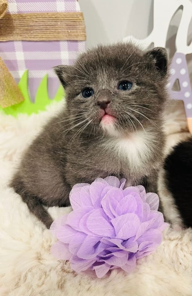 Lilac