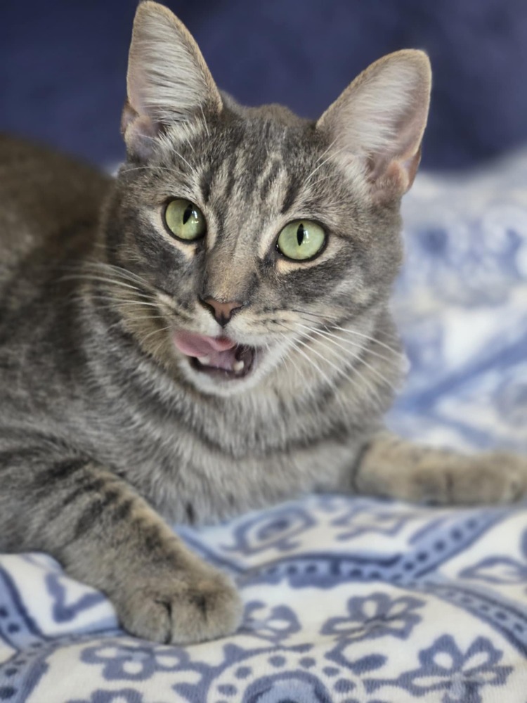 Griffin, an adoptable Domestic Short Hair in Salinas, CA, 93905 | Photo Image 1