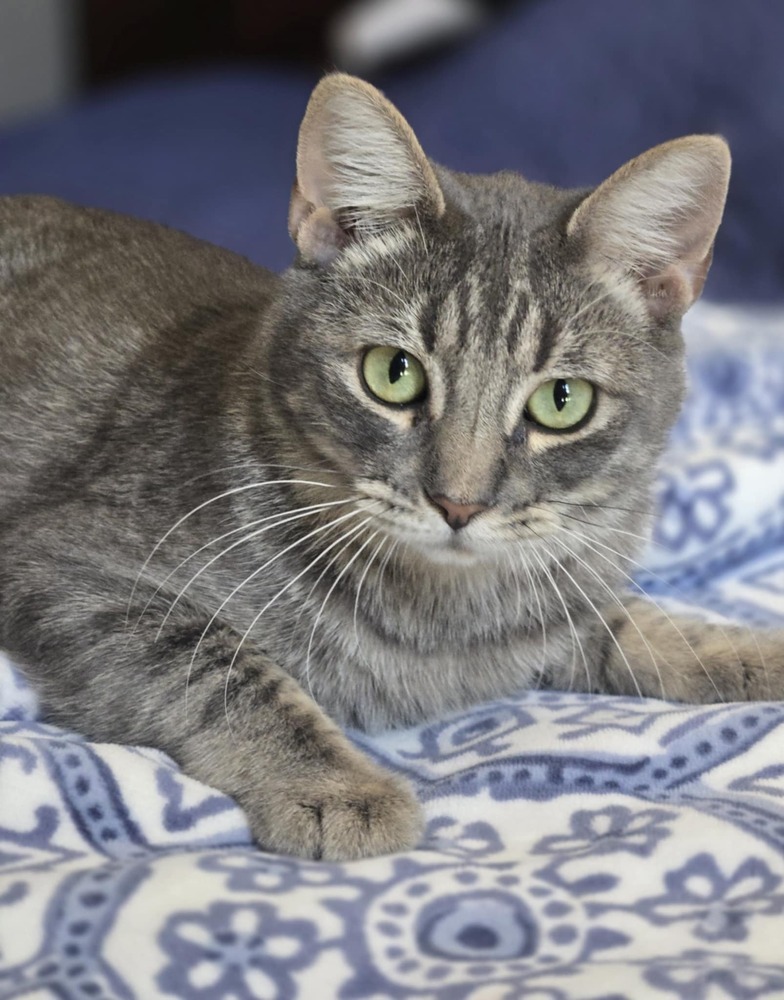 Griffin, an adoptable Domestic Short Hair in Salinas, CA, 93905 | Photo Image 2