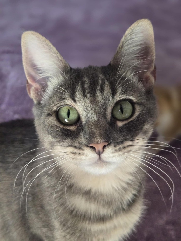 Griffin, an adoptable Domestic Short Hair in Salinas, CA, 93905 | Photo Image 3