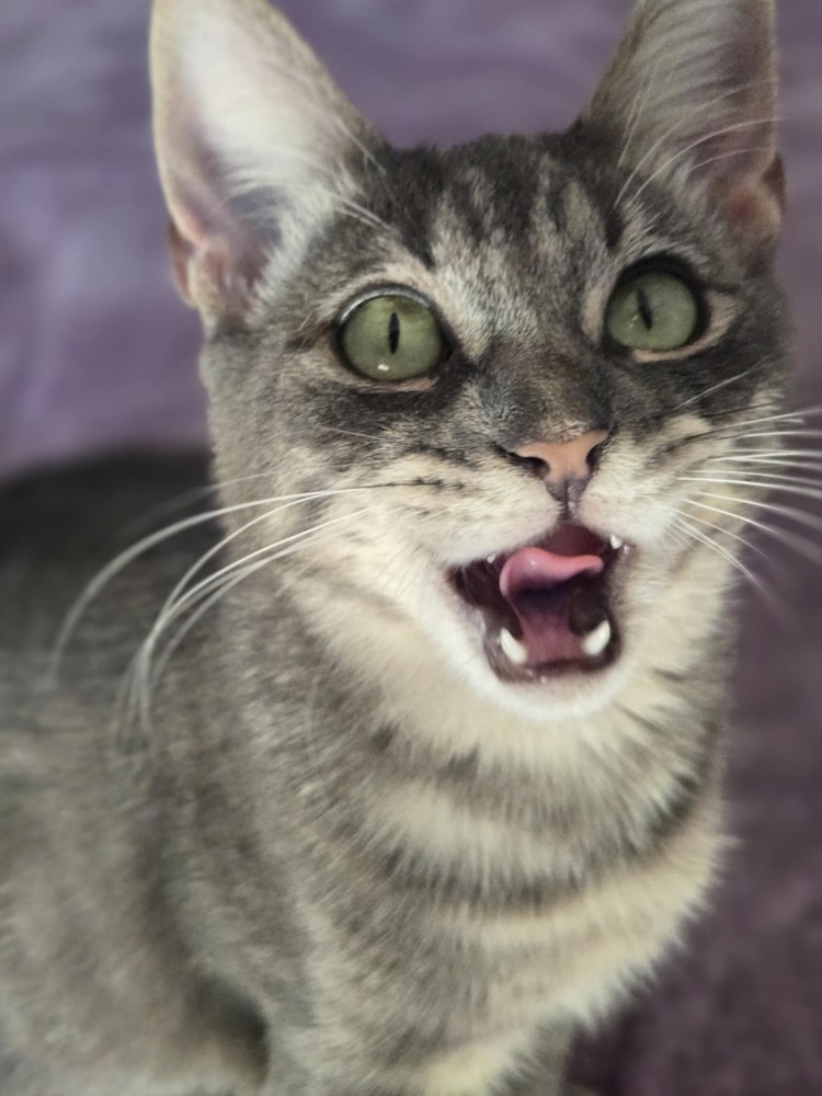 Griffin, an adoptable Domestic Short Hair in Salinas, CA, 93905 | Photo Image 4