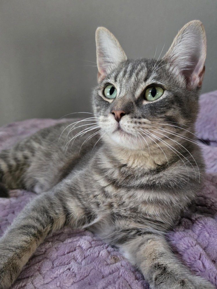 Griffin, an adoptable Domestic Short Hair in Salinas, CA, 93905 | Photo Image 5