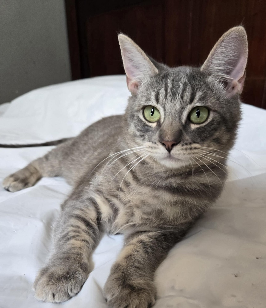 Griffin, an adoptable Domestic Short Hair in Salinas, CA, 93905 | Photo Image 6