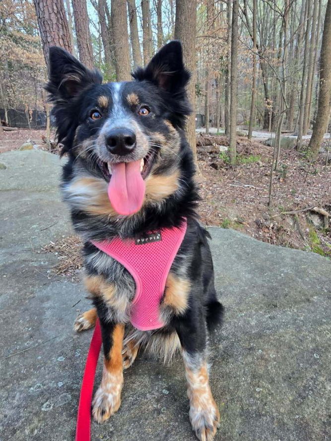 Nova
