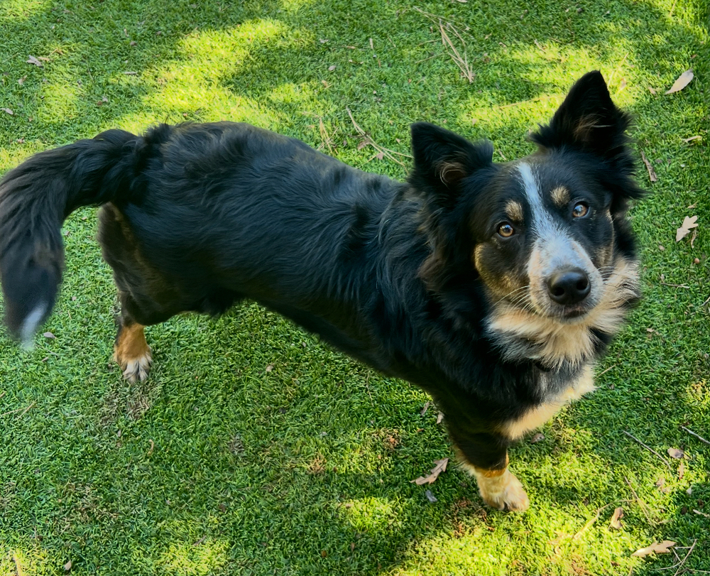 Nova