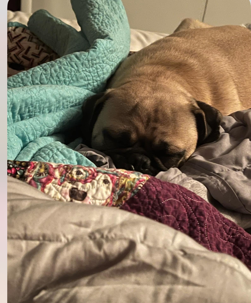 Pudgie Pug