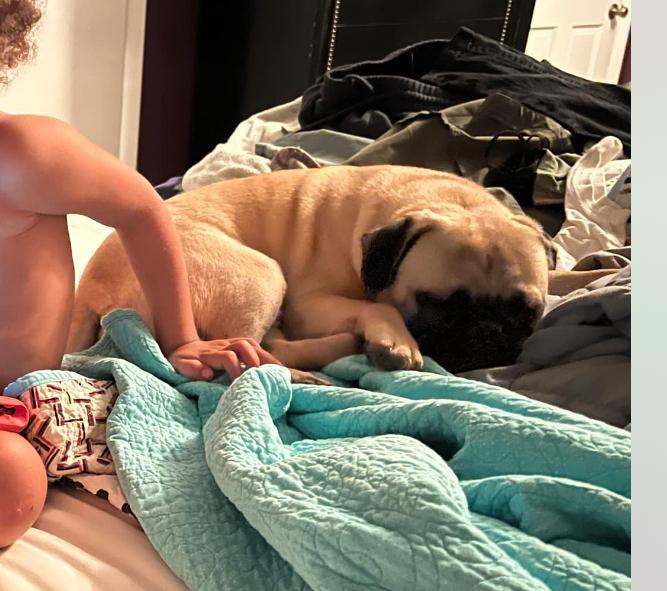 Pudgie Pug