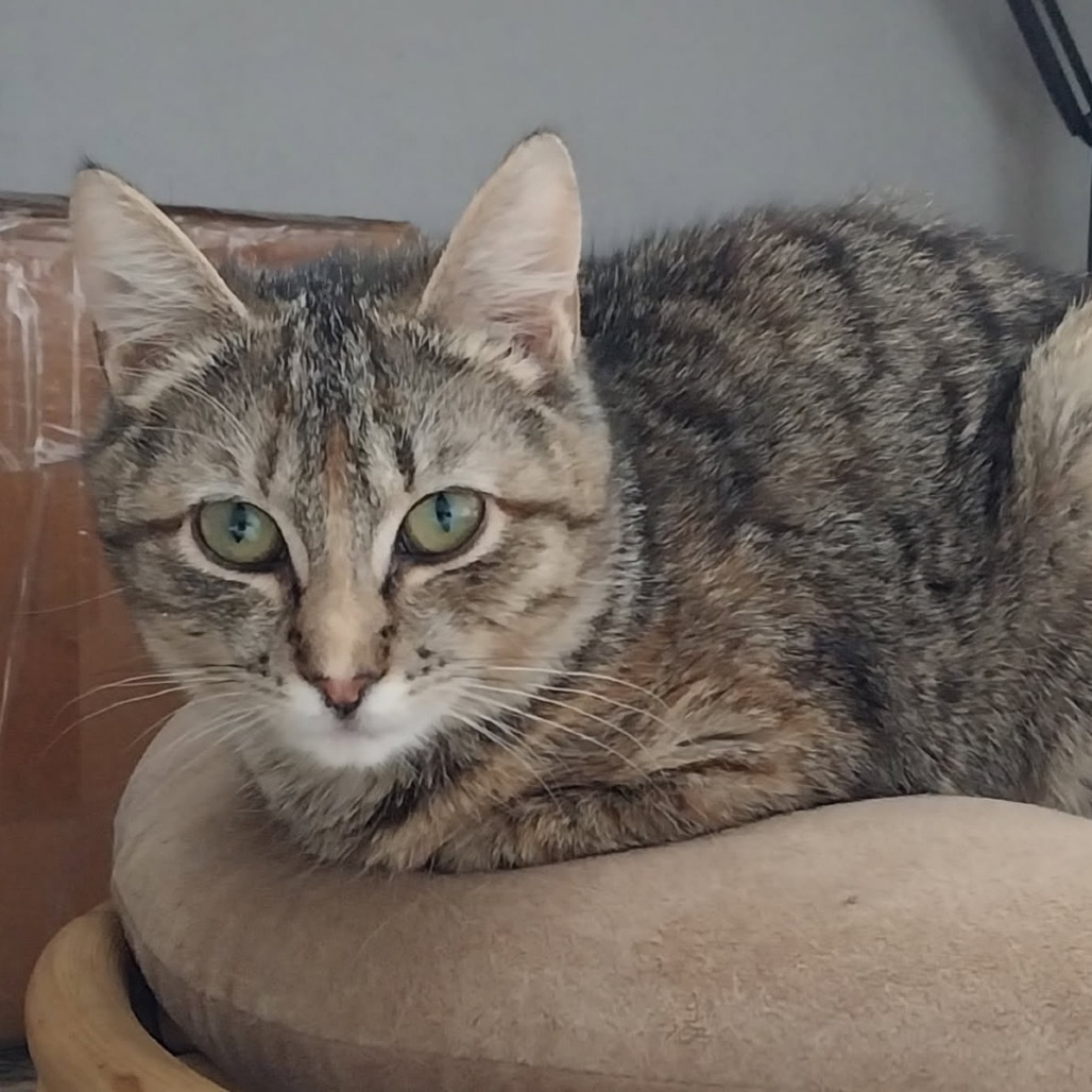 Eugenia, an adoptable Domestic Short Hair in Baker City, OR, 97814 | Photo Image 1