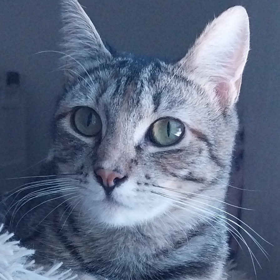Eugenia, an adoptable Domestic Short Hair in Baker City, OR, 97814 | Photo Image 1