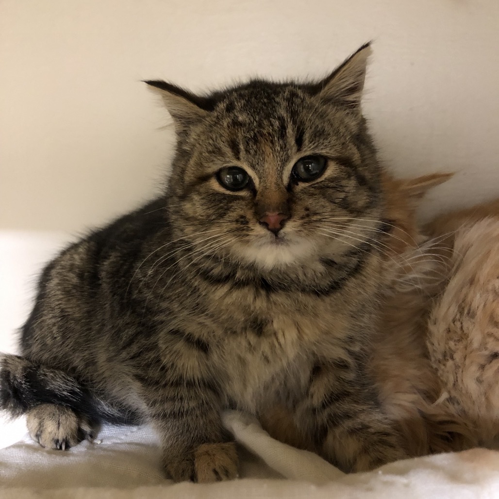 Eugenia, an adoptable Domestic Short Hair in Baker City, OR, 97814 | Photo Image 2