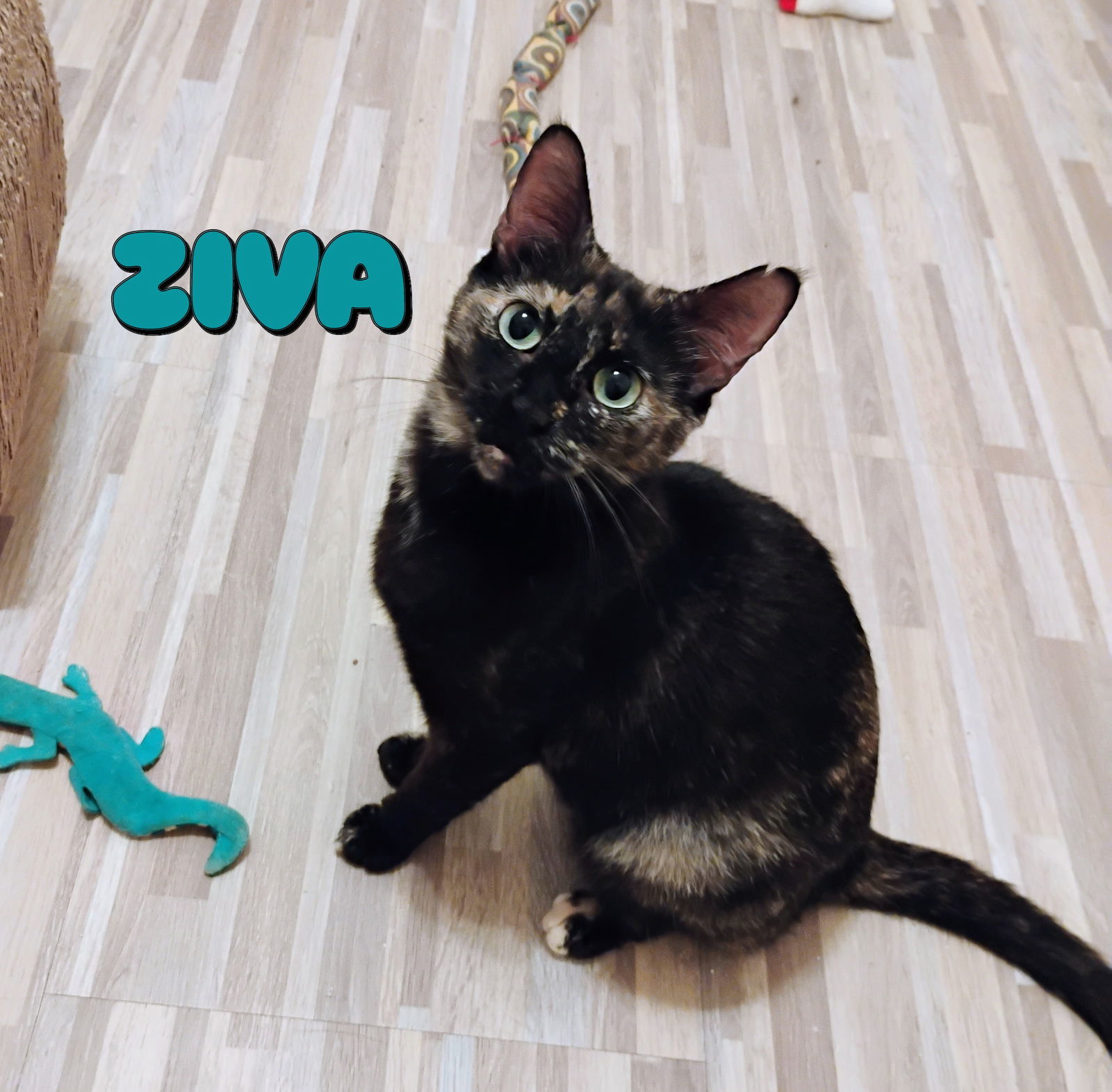 Ziva #lovey-dovey