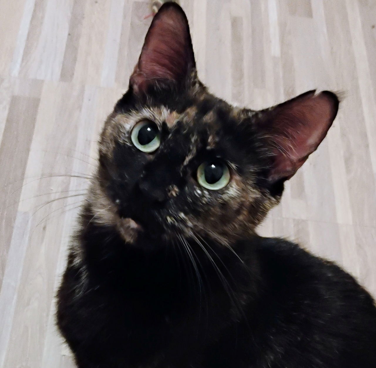 Ziva #lovey-dovey