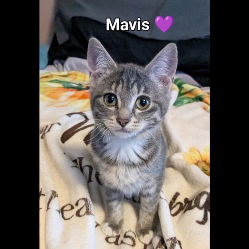 Mavis