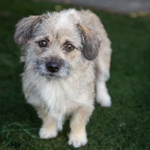 Jojo Border Terrier Dog
