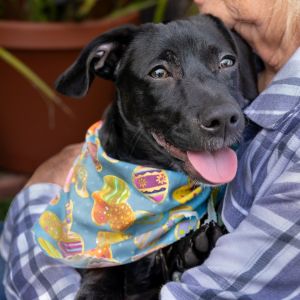 Iko Terrier Dog