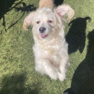 COURTESY REHOMING POST Toa is not a CACC dog We have not met him nor evaluated him and cant atte