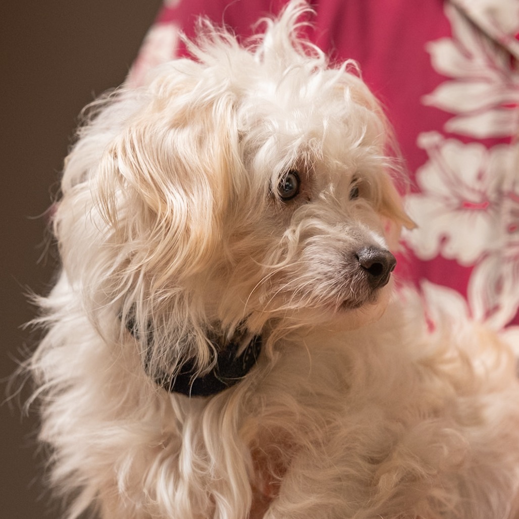 Toa, an adoptable Maltese, Terrier in Pacifica, CA, 94044 | Photo Image 1