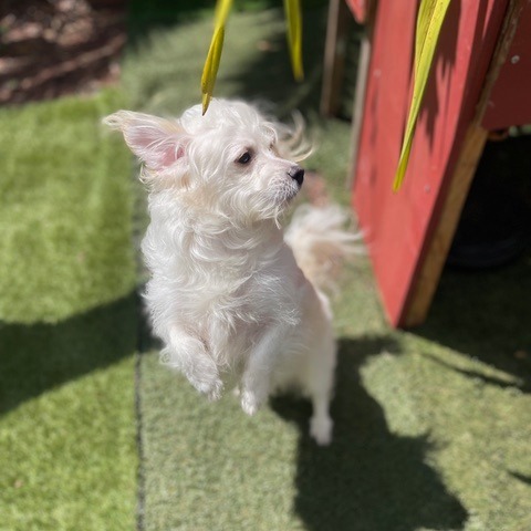 Toa, an adoptable Maltese, Terrier in Pacifica, CA, 94044 | Photo Image 2