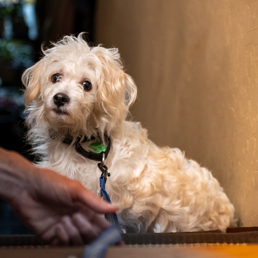 Toa, an adoptable Maltese, Terrier in Pacifica, CA, 94044 | Photo Image 3