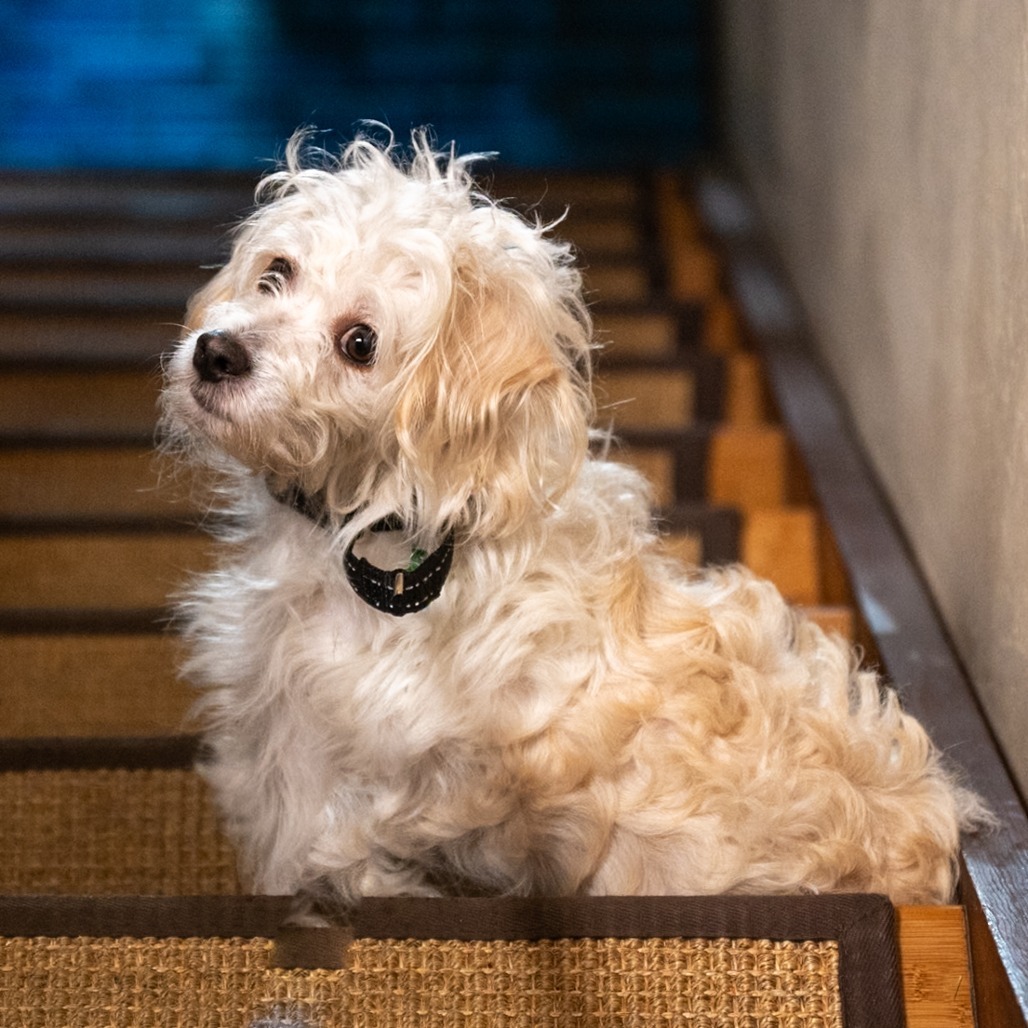 Toa, an adoptable Maltese, Terrier in Pacifica, CA, 94044 | Photo Image 4