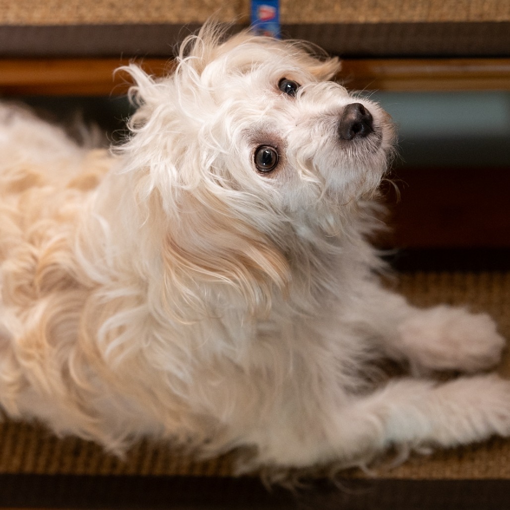 Toa, an adoptable Maltese, Terrier in Pacifica, CA, 94044 | Photo Image 5