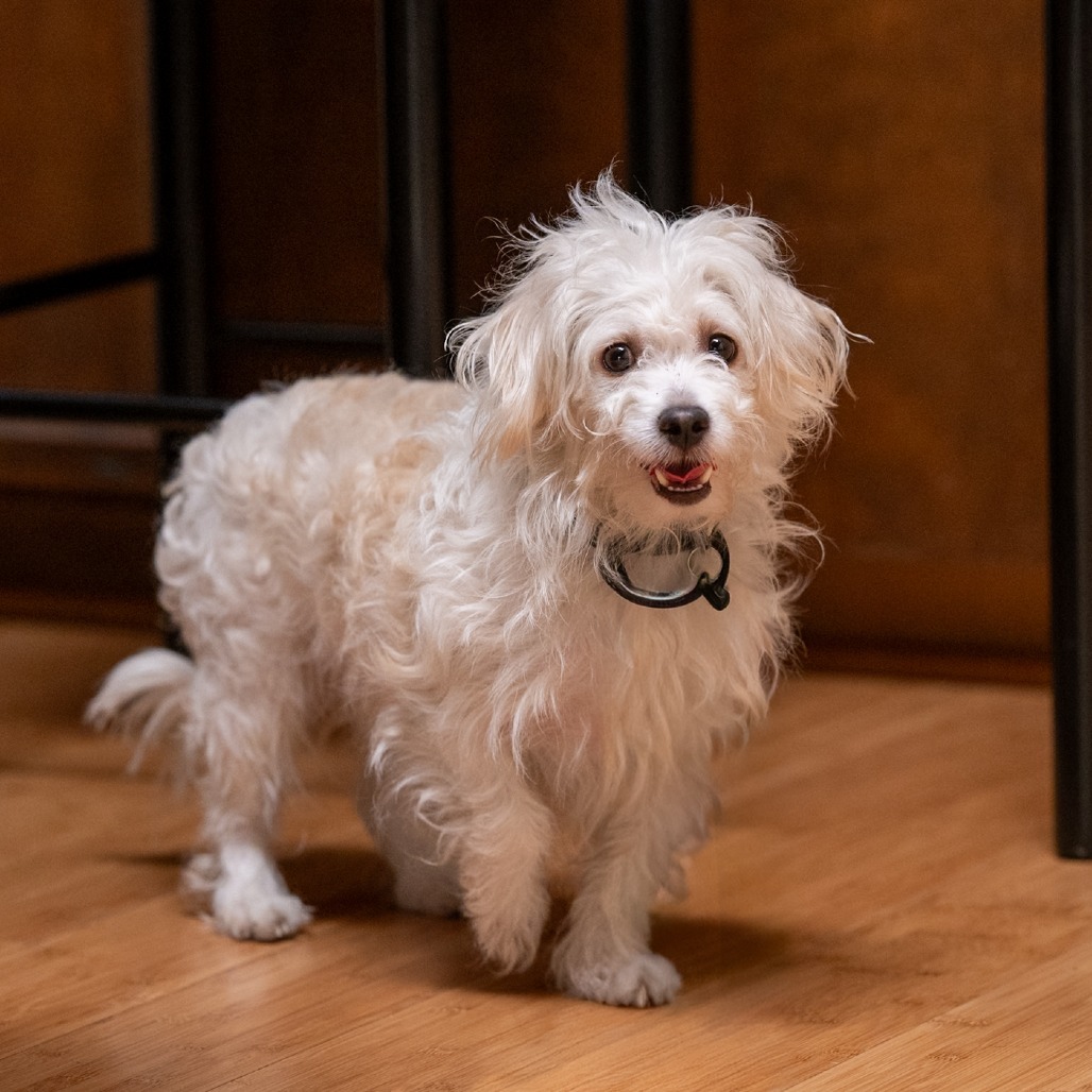 Toa, an adoptable Maltese, Terrier in Pacifica, CA, 94044 | Photo Image 6