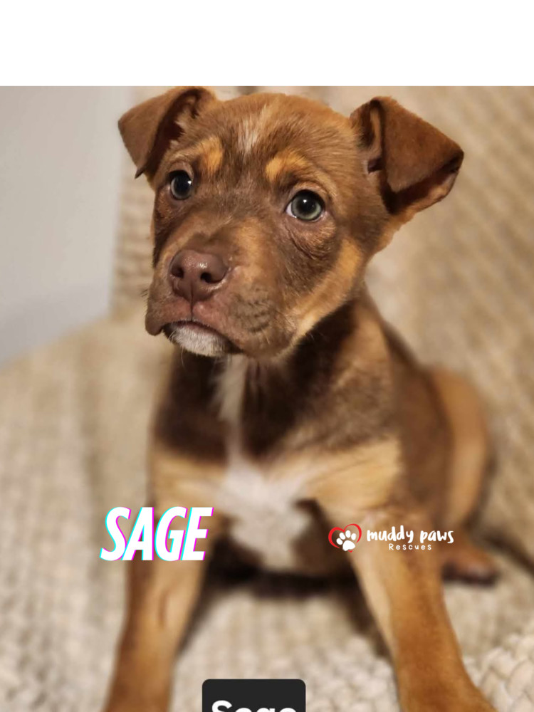 Kira's Litter: Sage