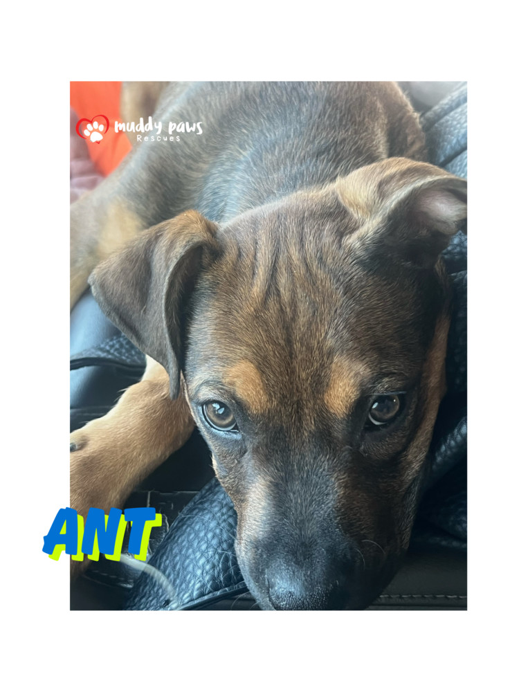 Kira's Litter: Ant