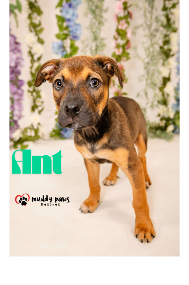 Kira's Litter: Ant