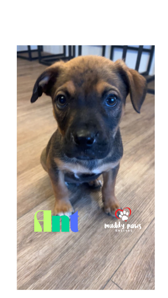 Kira's Litter: Ant
