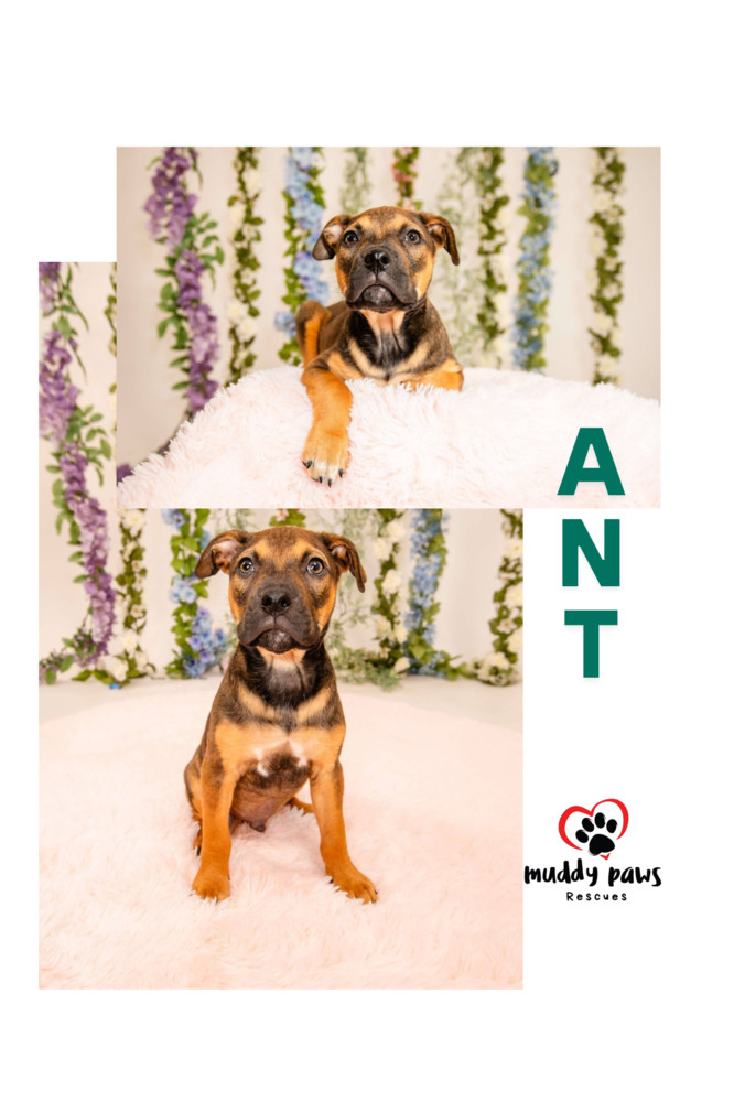 Kira's Litter: Ant