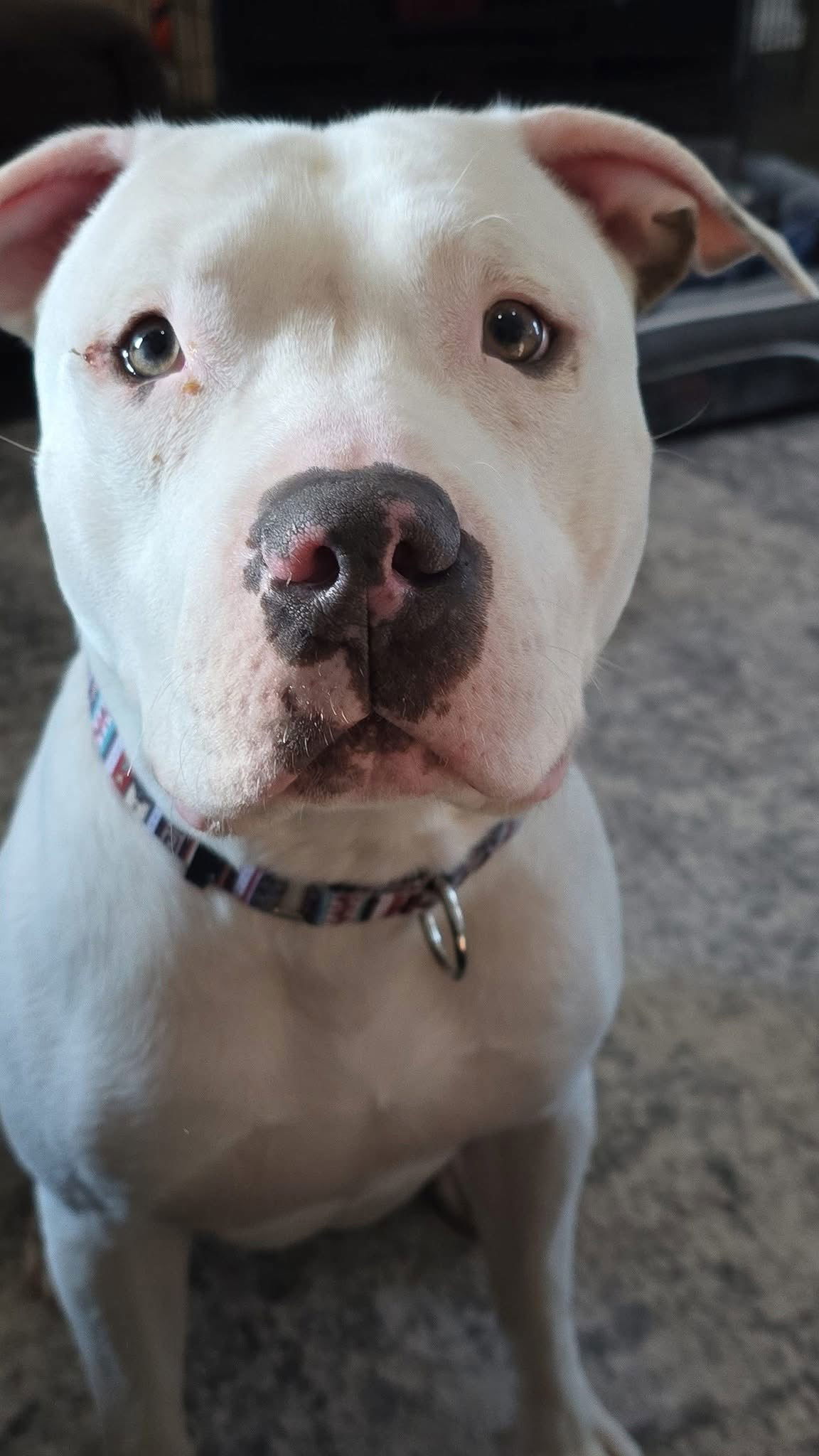 Pop, an adoptable Pit Bull Terrier in Duluth, MN, 55807 | Photo Image 1