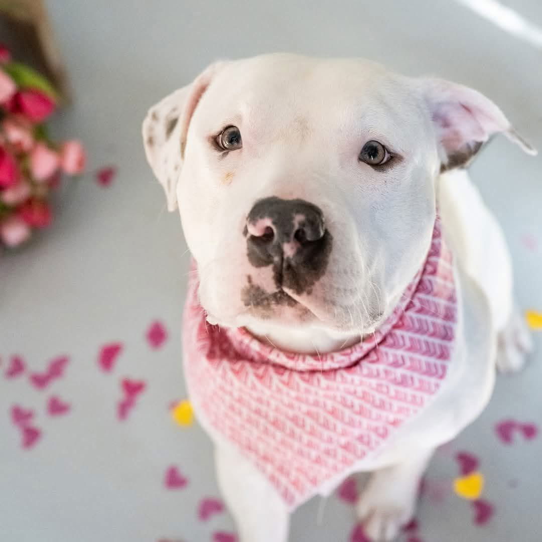 Pop, an adoptable Pit Bull Terrier in Duluth, MN, 55807 | Photo Image 2