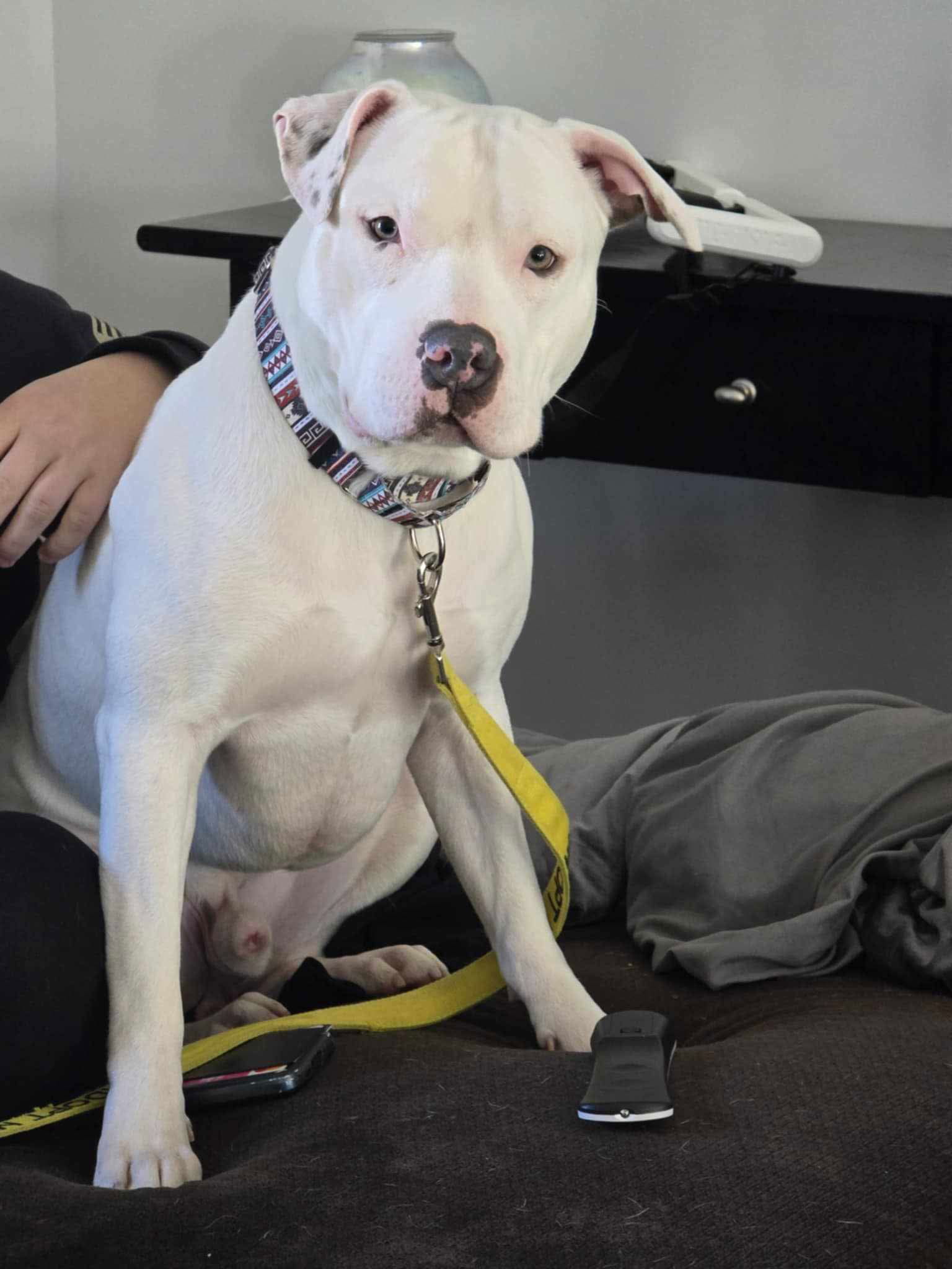 Pop, an adoptable Pit Bull Terrier in Duluth, MN, 55807 | Photo Image 3