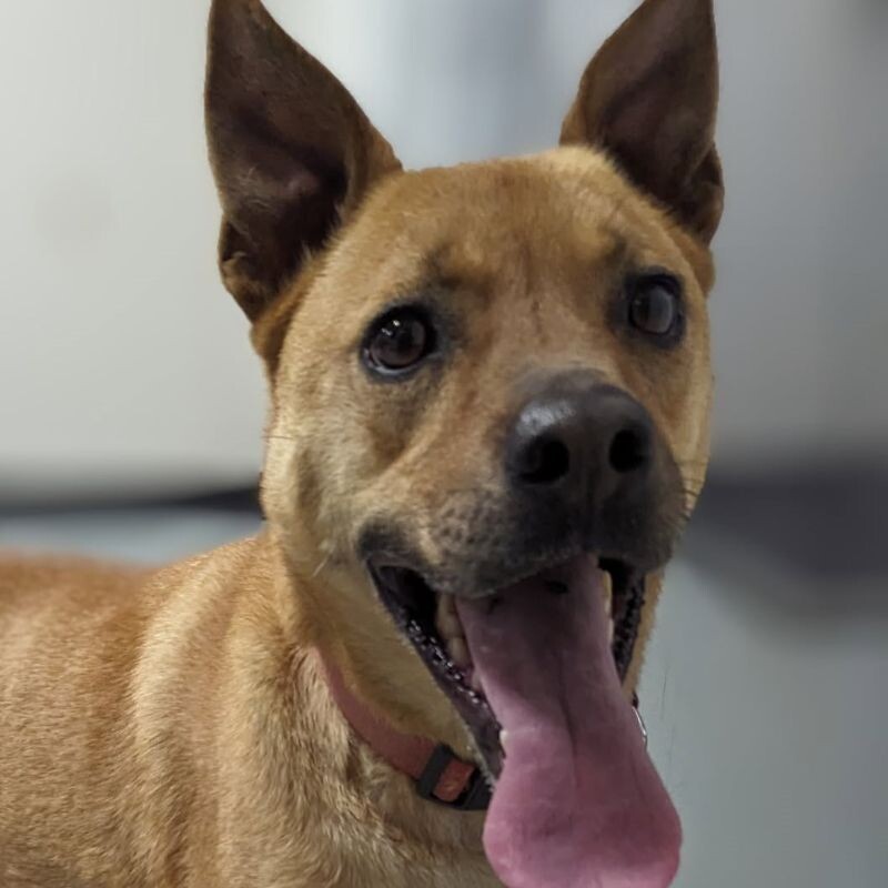 Charlie, an adoptable Mountain Cur, Shepherd in Yankton, SD, 57078 | Photo Image 1