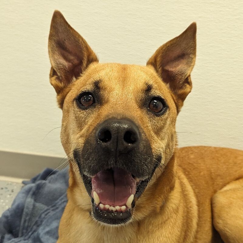 Max, an adoptable Black Mouth Cur, Shepherd in Yankton, SD, 57078 | Photo Image 1