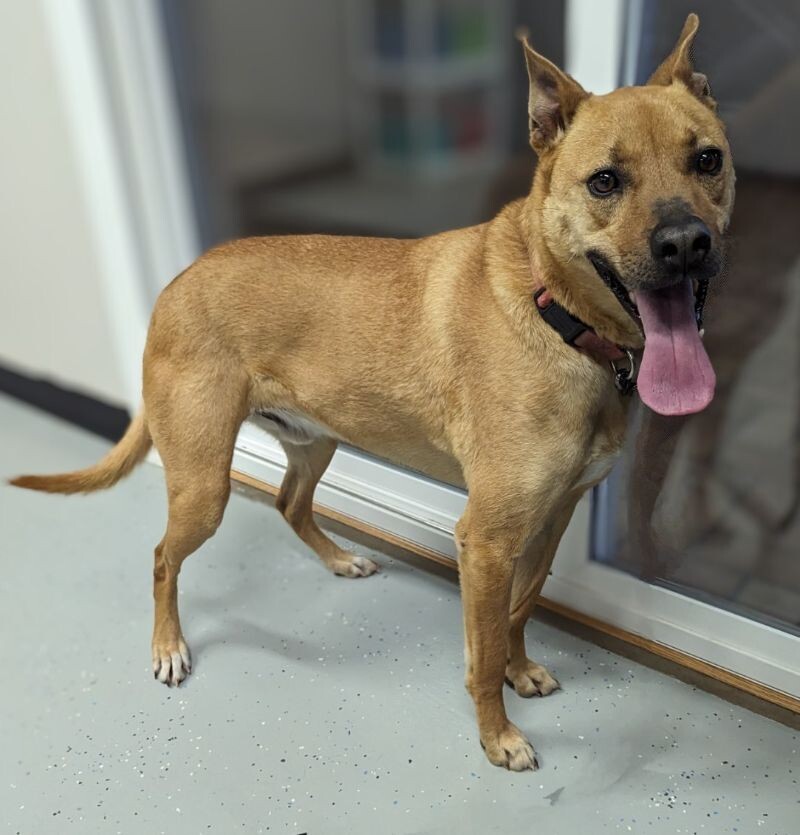 Charlie, an adoptable Mountain Cur, Shepherd in Yankton, SD, 57078 | Photo Image 2