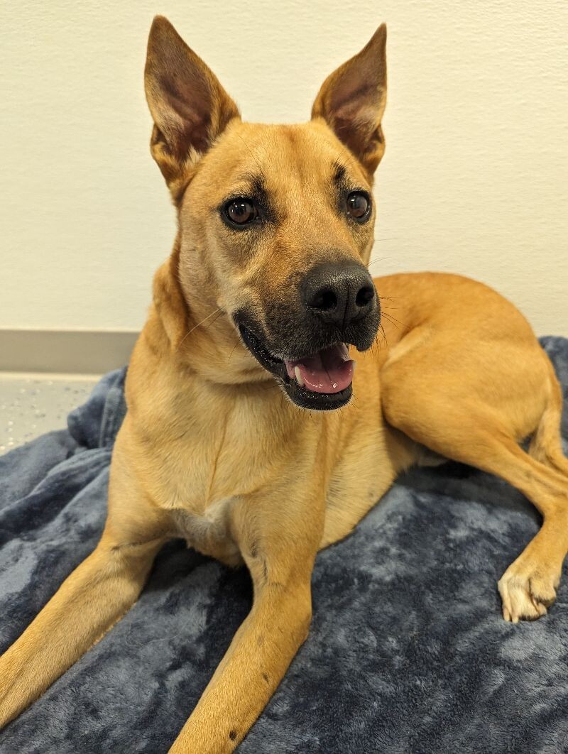 Charlie, an adoptable Mixed Breed in Yankton, SD, 57078 | Photo Image 2