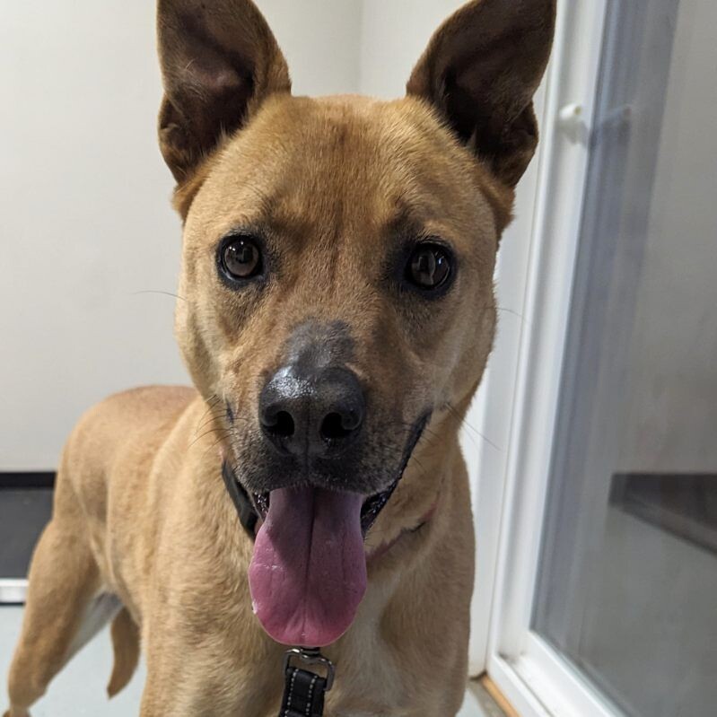 Charlie, an adoptable Mountain Cur, Shepherd in Yankton, SD, 57078 | Photo Image 3