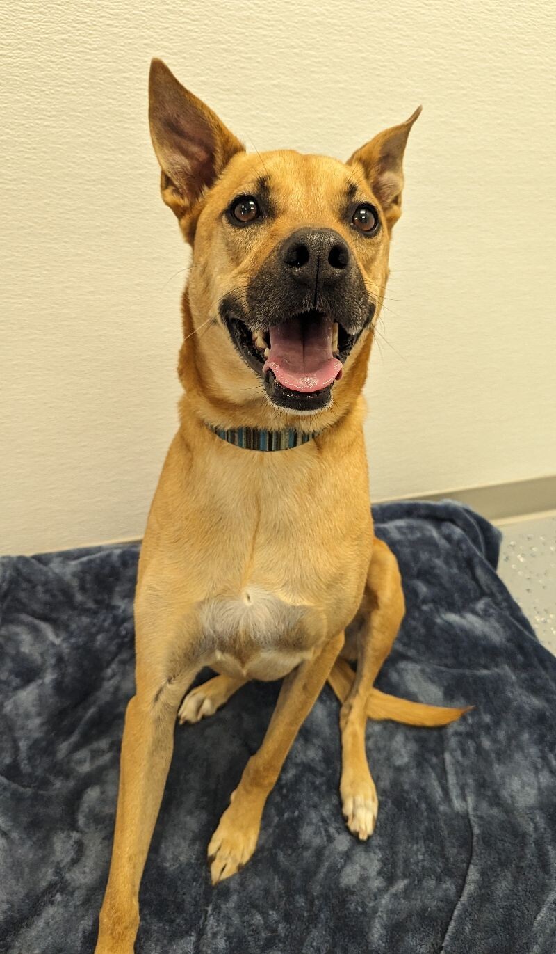 Charlie, an adoptable Mixed Breed in Yankton, SD, 57078 | Photo Image 3