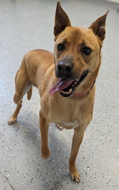 Charlie, an adoptable Mountain Cur, Shepherd in Yankton, SD, 57078 | Photo Image 4