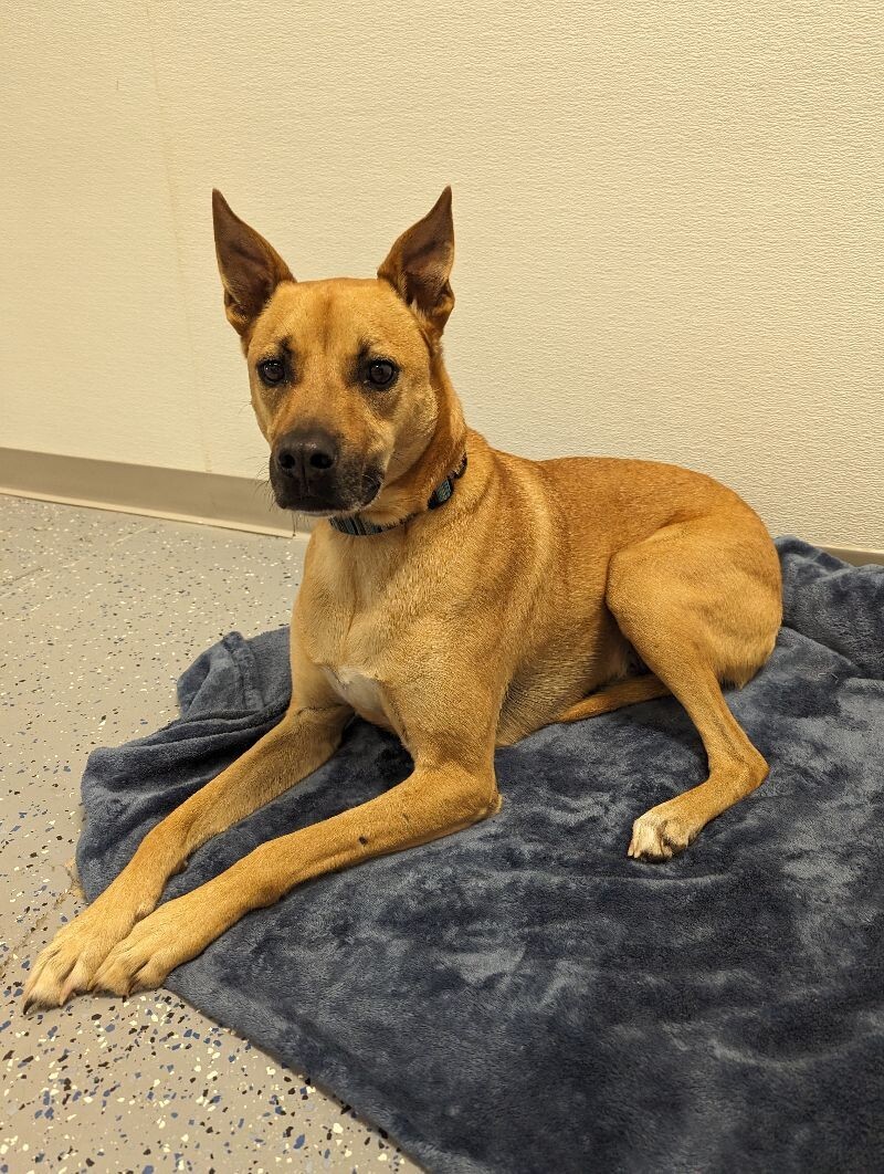Max, an adoptable Black Mouth Cur, Shepherd in Yankton, SD, 57078 | Photo Image 4
