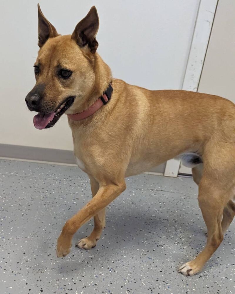 Charlie, an adoptable Mountain Cur, Shepherd in Yankton, SD, 57078 | Photo Image 5