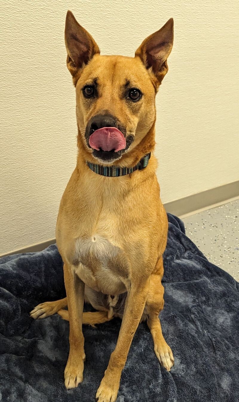 Charlie, an adoptable Mixed Breed in Yankton, SD, 57078 | Photo Image 5